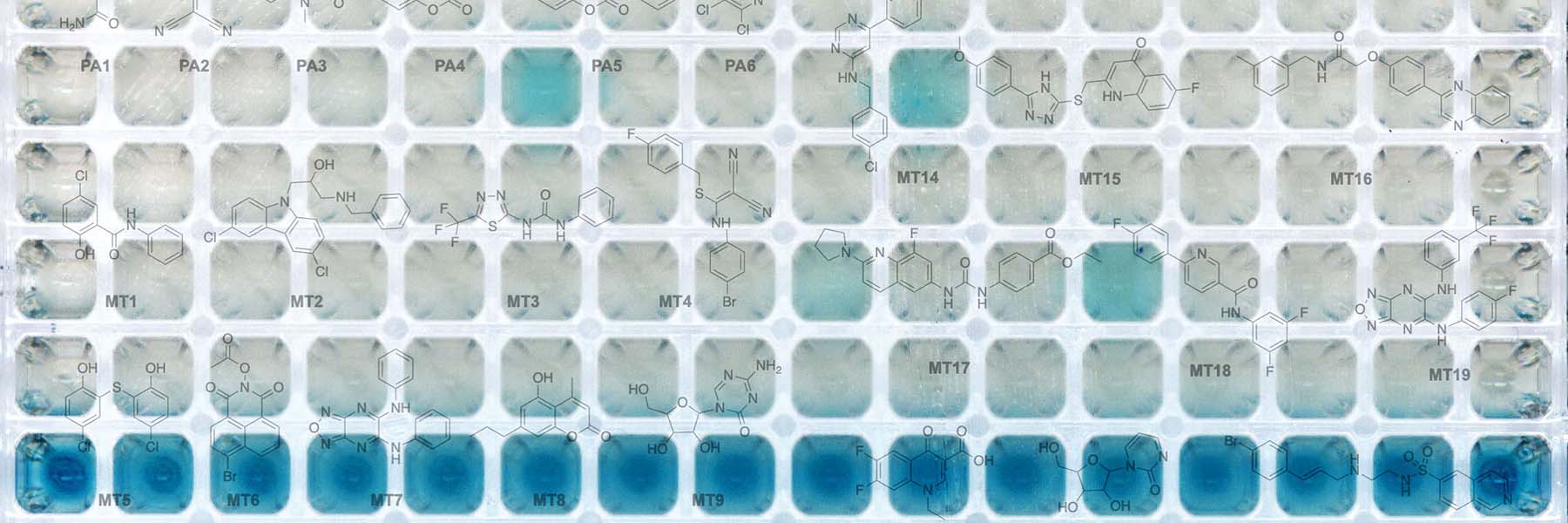 384-well agar plate